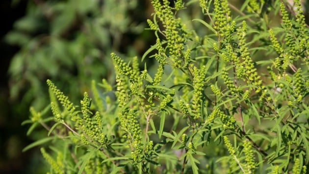 Das eingeschleppte Ragweed löst Allergien und Asthma aus. In der Landwirtschaft führt seine ...