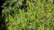 Das eingeschleppte Ragweed löst Allergien und Asthma aus. In der Landwirtschaft führt seine ...