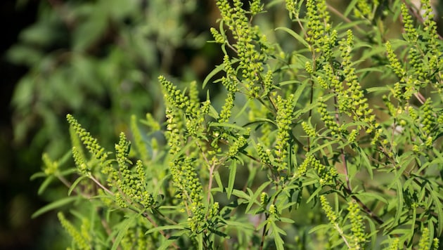 Das eingeschleppte Ragweed löst Allergien und Asthma aus. In der Landwirtschaft führt seine ...