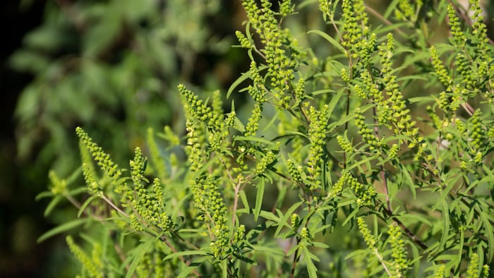 Der Gesundheit schadet etwa aus Nordamerika stammendes Ragweed (Ambrosia artemisiifolia), das ...