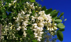 „Neophyt des Jahres“ 2019: die Robinie (Robinia pseudoacacia) aus Nordamerika