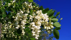 „Neophyt des Jahres“ 2019: die Robinie (Robinia pseudoacacia) aus Nordamerika