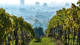 Wiens Wein, wie hier aus der Nußdorfer Ried Ulm, dürfte heuer mit einem Rekord-Jahrgang punkten.