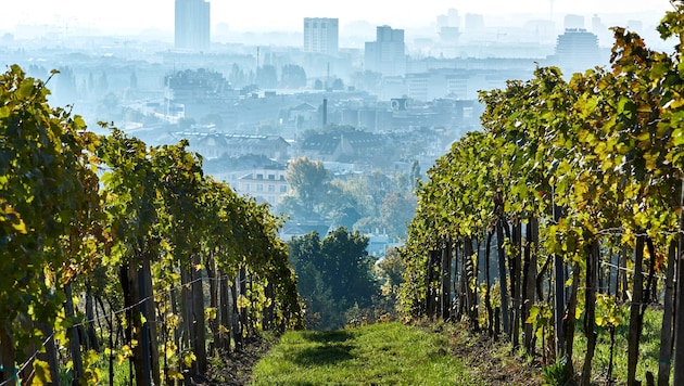 Wiens Wein, wie hier aus der Nußdorfer Ried Ulm, dürfte heuer mit einem Rekord-Jahrgang punkten.