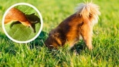 Was klein und harmlos wirkt, kann für Hunde tödlich sein. Lungenwürmer in Schnecken sind eine ...