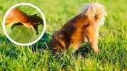 Was klein und harmlos wirkt, kann für Hunde tödlich sein. Lungenwürmer in Schnecken sind eine ...