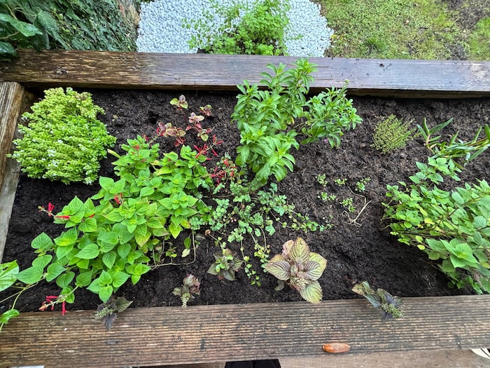 Verschiedenste Kräuter baut der Haubenkoch selbst im Gastgarten an.
