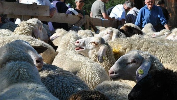 Die Schafscheide in Gaschurn bildet auch heuer den Abschluss der Alpabtriebe. Ein Fest für ...