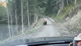 Vom Auto aus wurde der Bär fotografiert.
