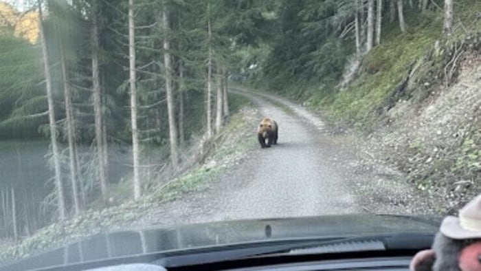 Vom Auto aus wurde der Bär fotografiert.