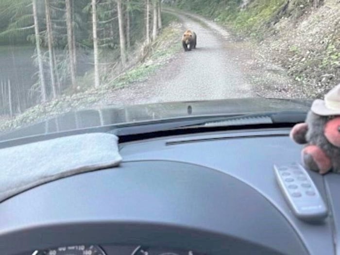 Der fotografierte Bär