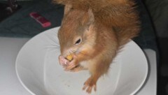 Wie auch die Behörden will Eichhörnchen-Ziehvater Manfred Peuerl „Valentino“ wieder in die freie ...