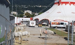 Noch bis 7. Oktober gastiert der Circus Louis Knie auf dem Gelände der Olympiaworld in ...
