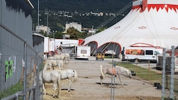 Noch bis 7. Oktober gastiert der Circus Louis Knie auf dem Gelände der Olympiaworld in ...