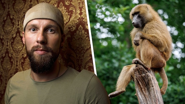 Die Diskussion um die getöteten Paviane im Zoo Nürnberg (rechts) nimmt nicht ab. ...