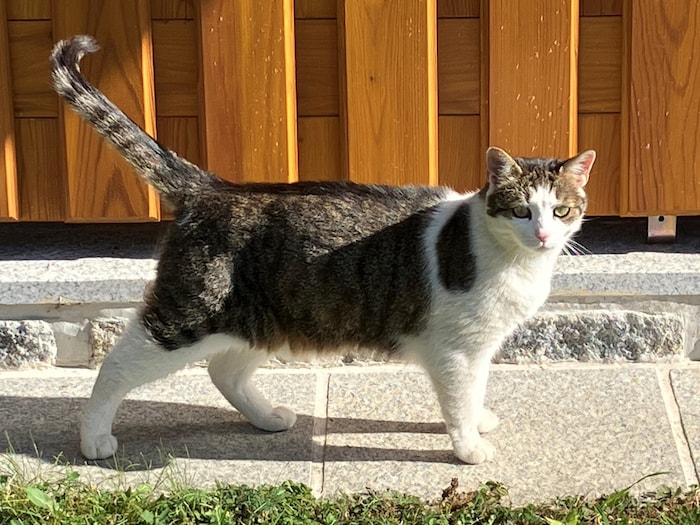 Wer vermisst diese zutrauliche Katzendame?