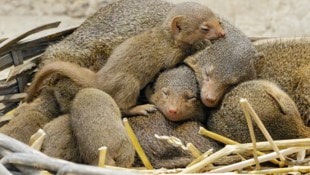 Seit kurzem erobern die winzigen Zwergmangusten-Babys die Herzen der Besucher. 