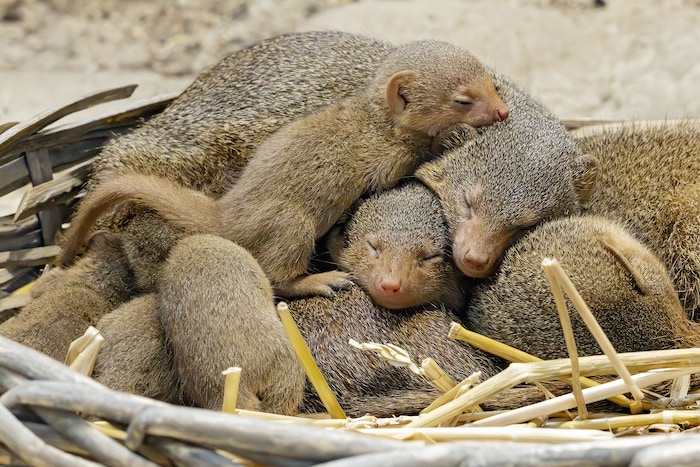 Seit kurzem erobern die winzigen Zwergmangusten-Babys die Herzen der Besucher.