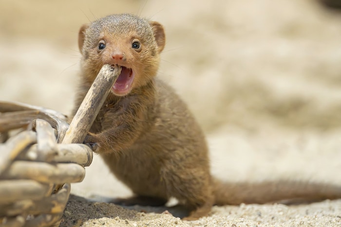 Zwergmangusten bringen gerade einmal 300 Gramm auf die Waage.