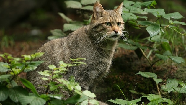 Wildbiologe Andreas Kranz begibt sich am Freitag auf die Suche nach Wildkatzen in Neckenmarkt. ...
