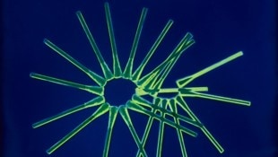 Für ihr Foto-Projekt „Les Particules“ hat Manon Lanjouère Mini-Organismen aus dem Atlantik mit ...