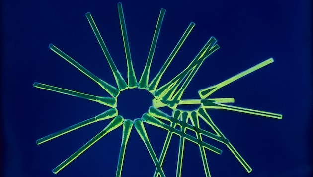 Für ihr Foto-Projekt „Les Particules“ hat Manon Lanjouère Mini-Organismen aus dem Atlantik mit ...