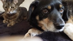 Wenn Blicke sprechen könnten – „Chanel“ und „Blitz“ sind todtraurig.