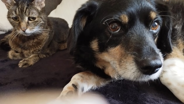 Wenn Blicke sprechen könnten – „Chanel“ und „Blitz“ sind todtraurig.