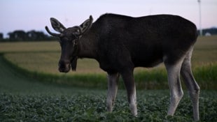 „Emil“ ist jetzt wieder offline und darf hoffentlich unbehelligt seine Wege ziehen