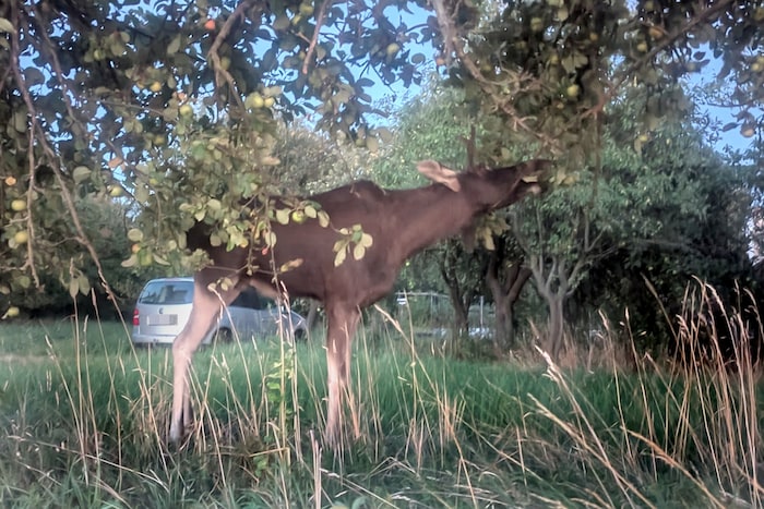 An einem Apfelbaum in Maria Jeutendorf stillte Elch „Emil“ seinen Hunger, nachdem er in der ...