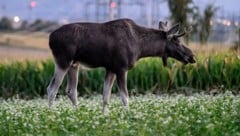 Viele Kilometer war „Emil“ durch Nieder- und Oberösterreich gewandert, eher er betäubt wurde.