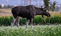 Viele Kilometer war „Emil“ durch Nieder- und Oberösterreich gewandert, eher er betäubt wurde.