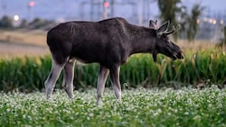 Viele Kilometer war „Emil“ durch Nieder- und Oberösterreich gewandert, eher er betäubt wurde.