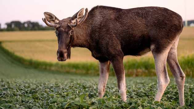 „Emil“, wie wir ihn alle kennen – und viele ihn liebten