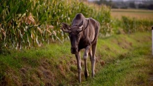 Elch „Emil“ ist im Nationalpark Sumava aufgetaucht.