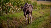 Elch „Emil“ ist im Nationalpark Sumava aufgetaucht.