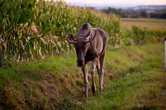 Elch „Emil“ ist im Nationalpark Sumava aufgetaucht.