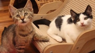 Junge Katzen warten einige auf eine Familie.