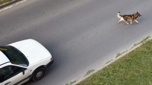 Der freilaufende Hund des Mannes verursachte zuvor fast einen Unfall.