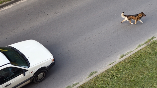 Der freilaufende Hund des Mannes verursachte zuvor fast einen Unfall.