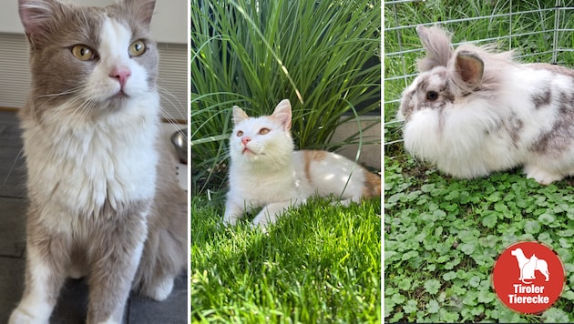 Viele vermisste und erspähte Fellnasen!