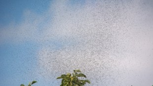 Oft sieht man die Schwärme über Bäumen. Sie schwirren aber auch neben der Straße herum. Für ...