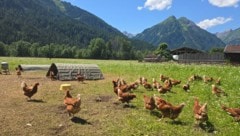 Die Familie Bailom aus dem Außerfern verkauft Eier an regionale Abnehmer.