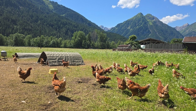 Die Familie Bailom aus dem Außerfern verkauft Eier an regionale Abnehmer.