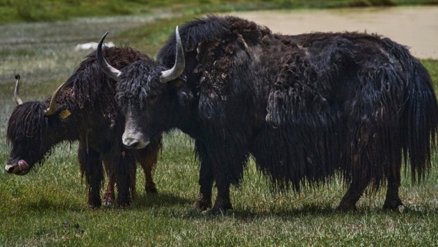 Yaks sind stattliche Tiere – hier auf einem Symbolbild.