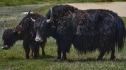 Yaks sind stattliche Tiere – hier auf einem Symbolbild.