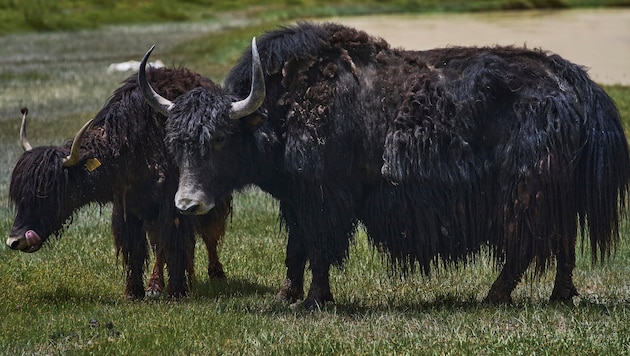 Yaks sind stattliche Tiere – hier auf einem Symbolbild.