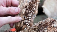 In dem von den Käfern befallenen Wald entstand enormer Sachschaden (Syombolbild)