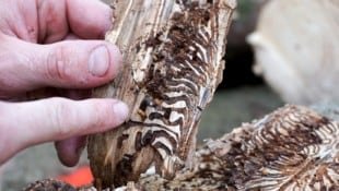 In dem von den Käfern befallenen Wald entstand enormer Sachschaden (Syombolbild)