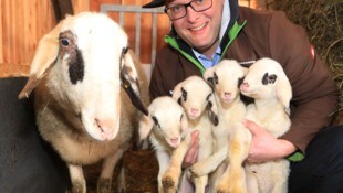 Feldkirchen wird Treffpunkt der Schaf- und Ziegenzüchter.